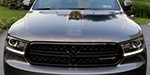 Picture of 2011 Dodge Durango Main Hood Decals Installed By Customer